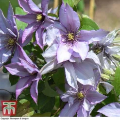 Clematis 'Samaritan Jo'™ Evipo075 14 Clematis 'Samaritan Jo'™ Evipo075 -Florist Zone CLEM T77136 F