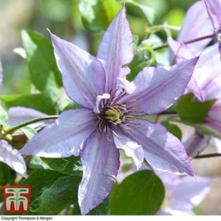 Clematis 'Samaritan Jo'™ Evipo075 15 Clematis 'Samaritan Jo'™ Evipo075 -Florist Zone CLEM T77136 G