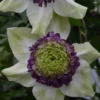 Clematis Viennetta™ Evipo006