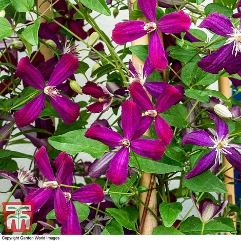 Clematis 'Sweet Summer Love' 1 Clematis 'Sweet Summer Love'