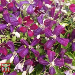 Clematis 'Sweet Summer Love' 10 Clematis 'Sweet Summer Love' -Florist Zone CLEM T79781 C
