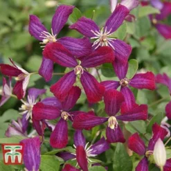 Clematis 'Sweet Summer Love' 11 Clematis 'Sweet Summer Love' -Florist Zone CLEM T79781 D