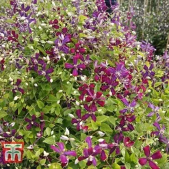 Clematis 'Sweet Summer Love' 12 Clematis 'Sweet Summer Love' -Florist Zone CLEM T79781 E