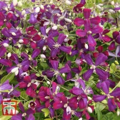 Clematis 'Sweet Summer Love' 14 Clematis 'Sweet Summer Love' -Florist Zone CLEM T79781 G