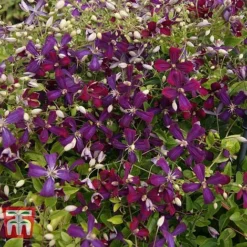 Clematis 'Sweet Summer Love' 15 Clematis 'Sweet Summer Love' -Florist Zone CLEM T79781 H