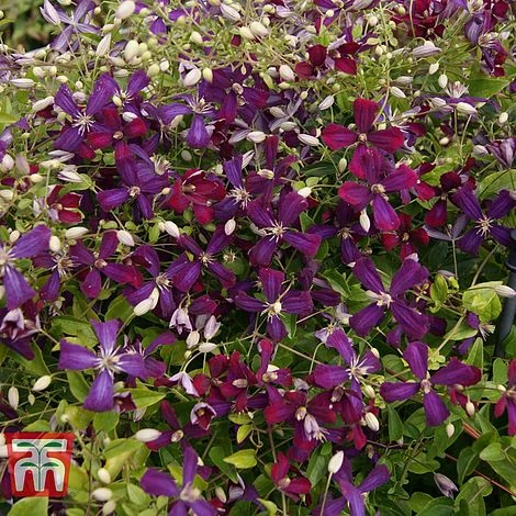 Clematis 'Sweet Summer Love' 8 Clematis 'Sweet Summer Love' - Image 8