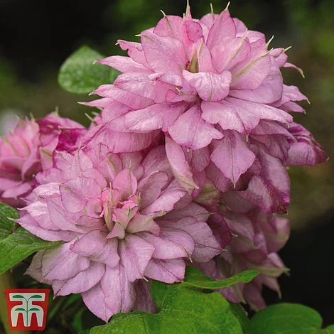 Florist Zone -Florist Zone CLEM T82195 BT