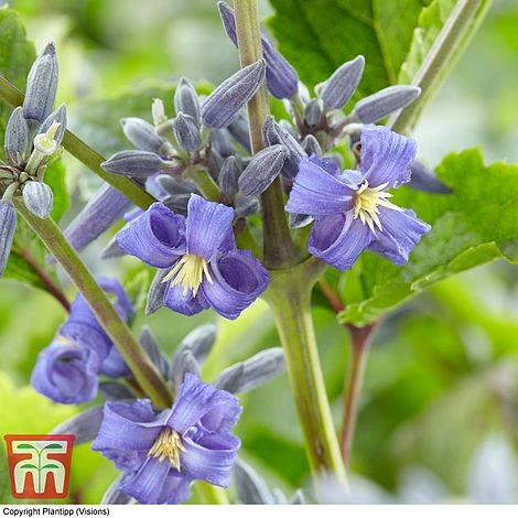 Clematis 'New Love' 1 Clematis 'New Love'