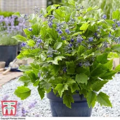 Clematis 'New Love' 15 Clematis 'New Love' -Florist Zone CLEM TJ55647 B1