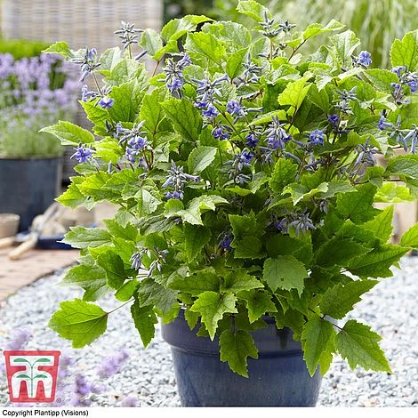 Clematis 'New Love' 6 Clematis 'New Love' - Image 6