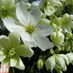 Clematis X Cartmanii 'Avalanche' -Florist Zone CLEM TKA0821 A