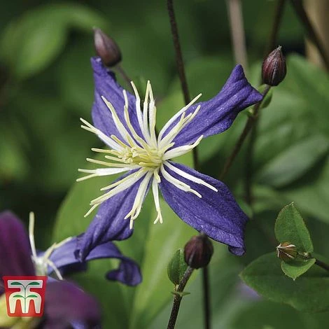 Clematis X Aromatica 1 Clematis X Aromatica