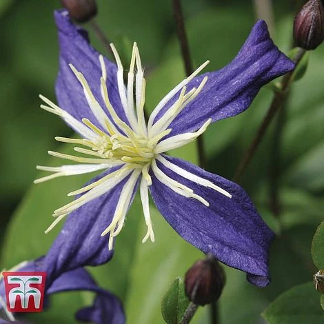 Clematis X Aromatica 2 Clematis X Aromatica - Image 2