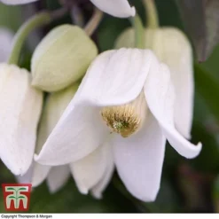 Clematis Urophylla 'Winter Beauty' -Florist Zone CLEM p88973 D
