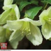 Clematis Cirrhosa 'Jingle Bells'