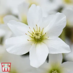 Clematis X Cartmanii 'Avalanche'
