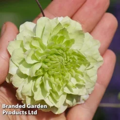 Clematis Florida 'Manju' -Florist Zone CLEM MANJU S50983