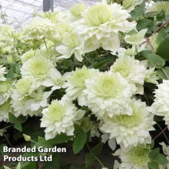 Clematis Florida 'Manju' -Florist Zone CLEM MANJU S50984