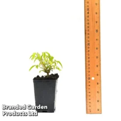 Clematis Napaulensis -Florist Zone CLEM NAPAUL7CM T44183