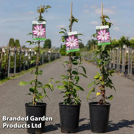 Clematis 'Picotee' 2 Clematis 'Picotee' - Image 2