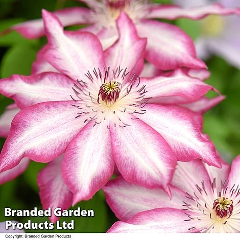 Clematis 'Picotee' 1 Clematis 'Picotee'