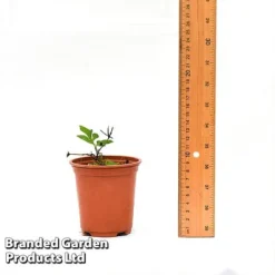 Clematis Florida 'Sieboldii' 11 Clematis Florida 'Sieboldii' -Florist Zone CLEM SIEBOL9CM T44180