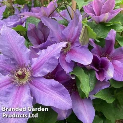 Clematis ‘Tumaini' (Evigsy151) -Florist Zone CLEM TUMAINI S49870