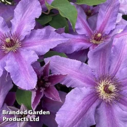 Clematis ‘Tumaini' (Evigsy151) -Florist Zone CLEM TUMAINI S49872