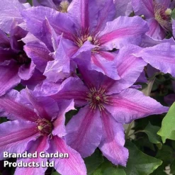 Clematis ‘Tumaini' (Evigsy151) -Florist Zone CLEM TUMAINI S49873