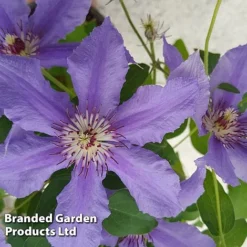 Clematis ‘Tumaini' (Evigsy151) -Florist Zone CLEM TUMAINI S49874