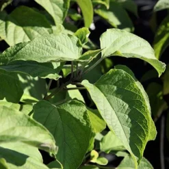 Clerodendrum Trichotomum -Florist Zone CLER T73834 A h