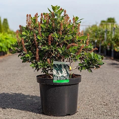 Clethra Alnifolia 'Sixteen Candles' 2 Clethra Alnifolia 'Sixteen Candles' - Image 2