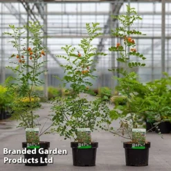 Colutea Media 'Copper Beauty'