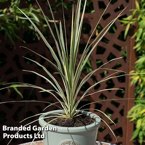 Cordyline Australis 'Lime Passion' 1 Cordyline Australis 'Lime Passion'