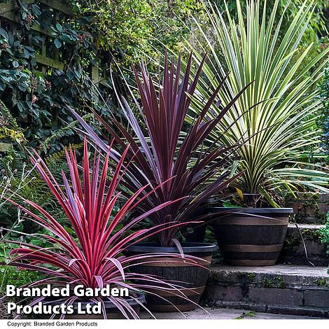 Cordyline Trio 1 Cordyline Trio