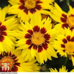Coreopsis 'Sunkiss' -Florist Zone CORE T72100 C
