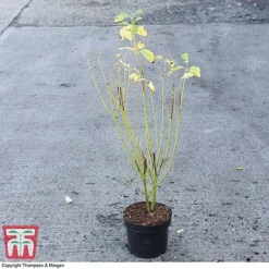 Cornus Sericea 'Bud's Yellow' -Florist Zone CORN 66174 A