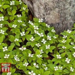 Cornus Canadensis -Florist Zone CORN T57945 B1