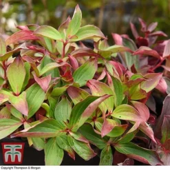 Cornus Canadensis -Florist Zone CORN T57945 D