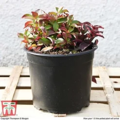 Cornus Canadensis -Florist Zone CORN T57945 e1