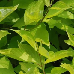 Cornus Alba 'Aurea'