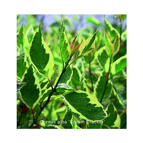 Cornus Alba 'Cream Cracker' 1 Cornus Alba 'Cream Cracker'