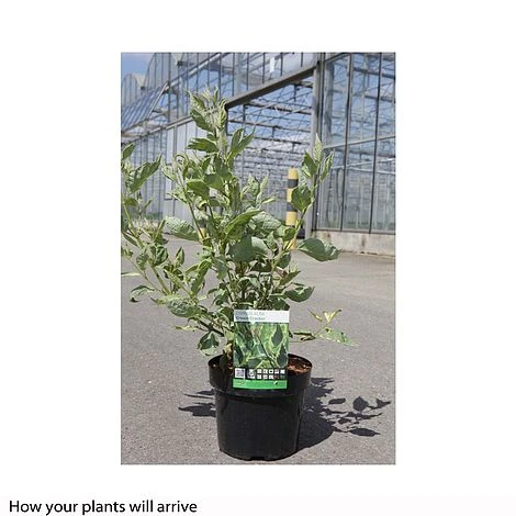 Cornus Alba 'Cream Cracker' 2 Cornus Alba 'Cream Cracker' - Image 2