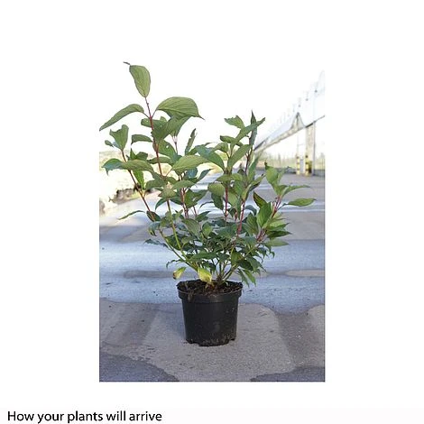 Cornus Alba 'Siberian Pearls' 2 Cornus Alba 'Siberian Pearls' - Image 2