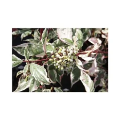 Cornus Alba 'Sibirica Variegata' -Florist Zone CORN T66170 A h