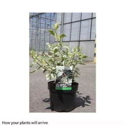 Cornus Alba 'Sibirica Variegata' -Florist Zone CORN T66170 B h
