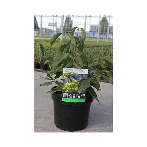 Cornus Officinalis 2 Cornus Officinalis - Image 2