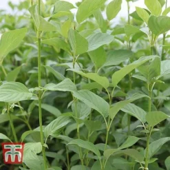 Cornus Sericea 'Bud's Yellow' -Florist Zone CORN T66174 C