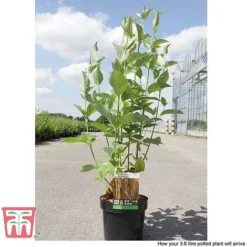 Cornus Sericea 'Bud's Yellow' -Florist Zone CORN T66174 D