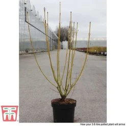 Cornus Sericea 'Bud's Yellow' -Florist Zone CORN T66174 E